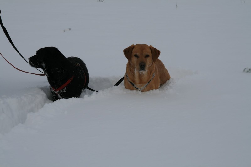 "I'm sure I had some legs when we started this walk!"(Xena & Lewis) IMG_4052